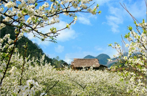 Moc Chau Moc Chau