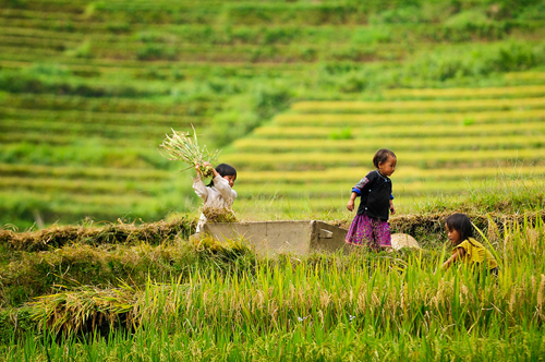 Mu Cang Chai