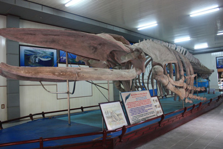 Oceanographic Museum of Vietnam 