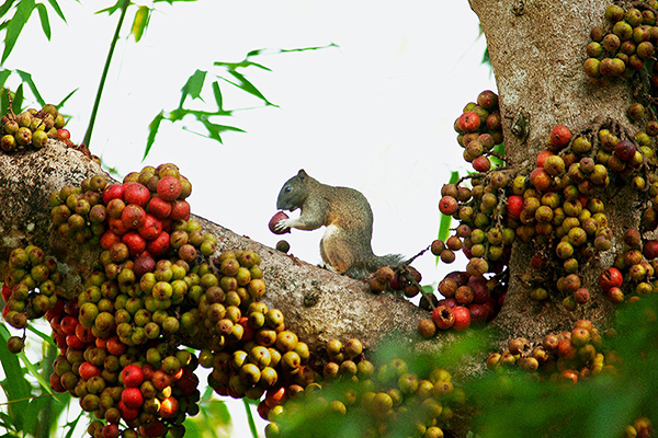 A squirrel picking figs in Cat Tien National Park