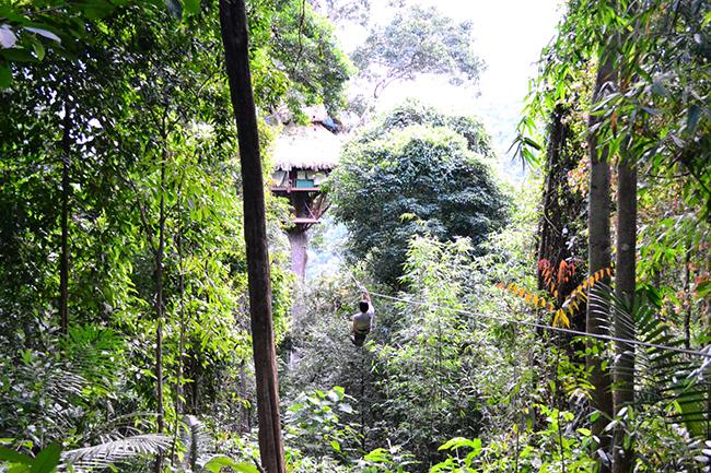 Another interesting activity for you when trekking in Bokeo forest - try the tree house zipline!