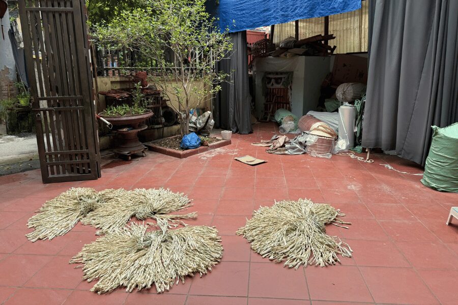 Feuilles pour chapeaux coniques sechitant au soleil a Chuong
