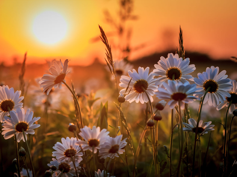 Beautiful daisy flowers at dawn