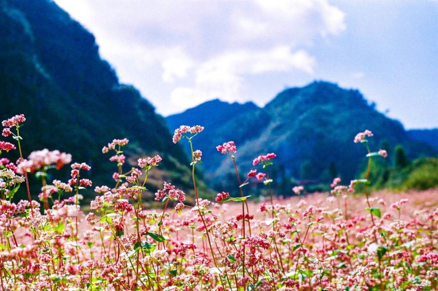 Colorful flowers bloom across Ha Giang’s lush mountainous landscape - Vietnam in 2026