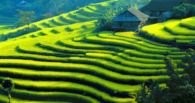 Hoang Su Phi Rice Terraced Fields