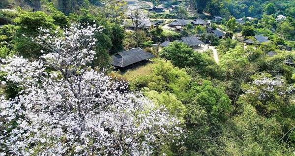 The Bauhinia Flower Festival in Dien Bien 2024