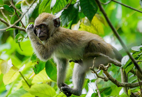 A Mammal in Catba National Park