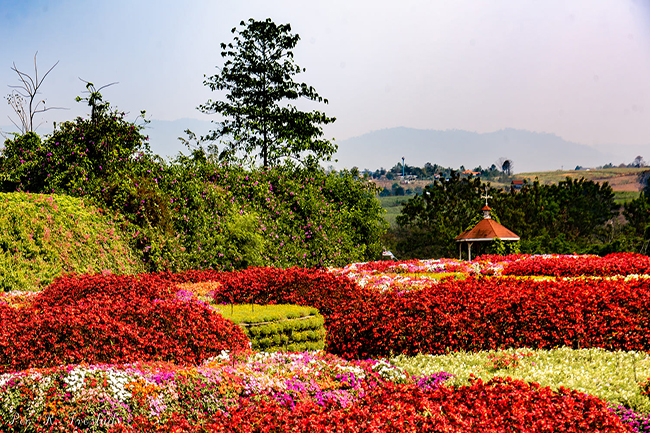 Misty flowers at Flora Park, Wang Nam Khiao