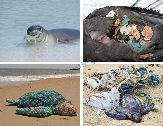 Marine life is negatively affected by plastics