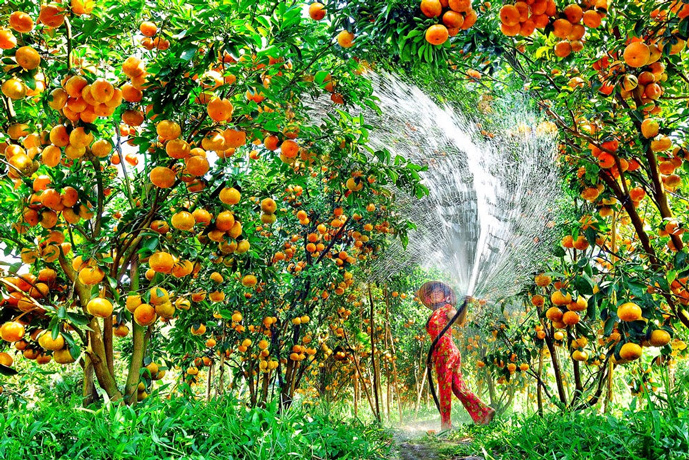 Orchard in Mekong Delta