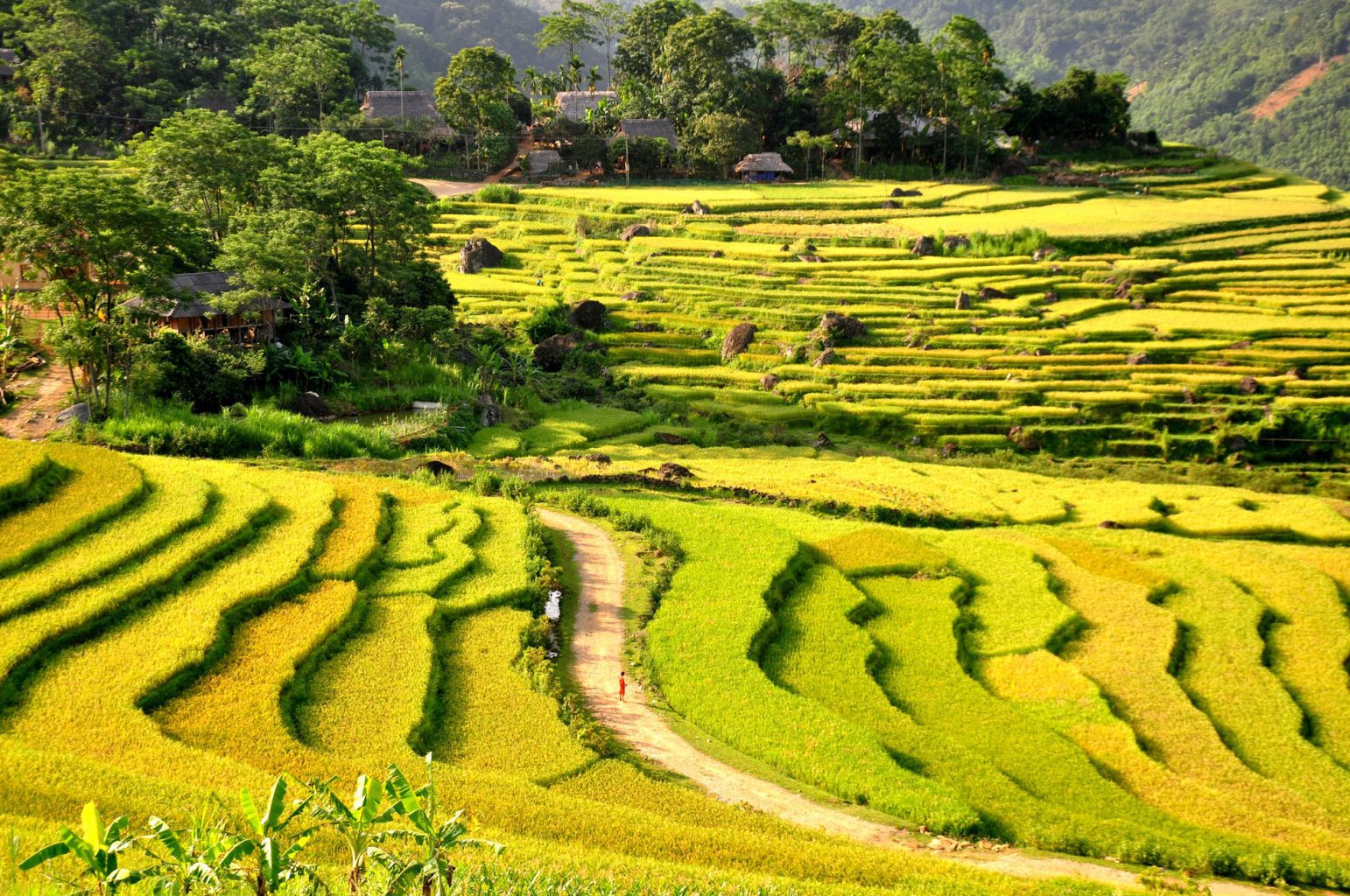 Terraced rice fields in Northern Vietnam areas Best of Vietnam