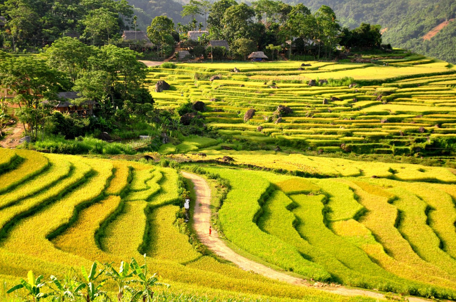 Terraced rice fields in Northern Vietnam