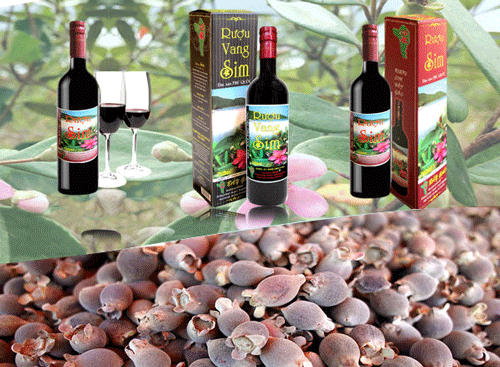 Bouteilles d'alcool de myrte Ruou Sim de Phu Quoc