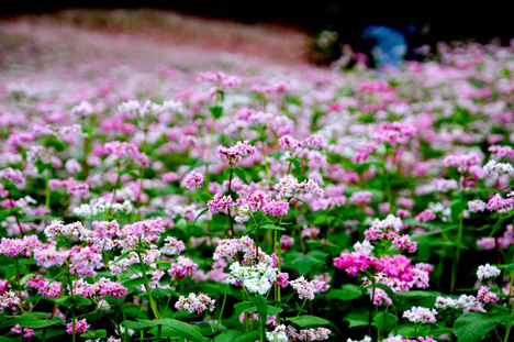 Tam giac mach flower in Ha Giang