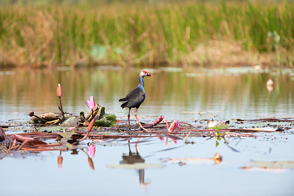 The bird and lotus at Tram Chim National Park