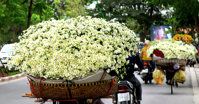 Tiny white daisies in Hanoi - Things to do in Hanoi autumn