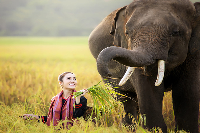 You will have a chance to meet lovely elephants while trekking in Laos